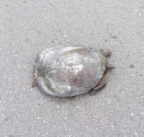 Softshell_Turtle